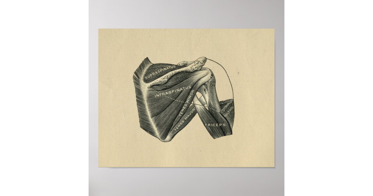 Human Shoulder Anatomy 1902 Vintage Print | Zazzle