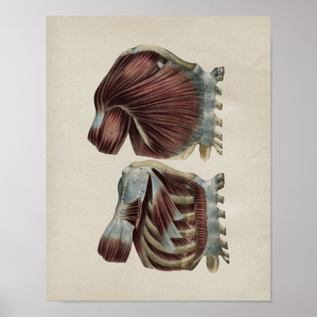 Human Shoulder Anatomy Vintage Print (Front)