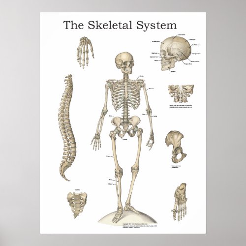 Human Skeletal Anatomy Chart
