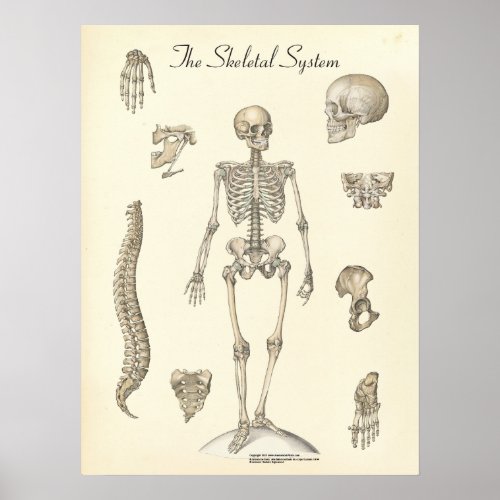 Human Skeletal Anatomy Chart
