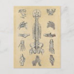 Human Skeletal Anatomy Illustrated Postcard