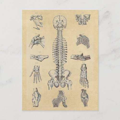 Human Skeletal Anatomy Illustrated Postcard