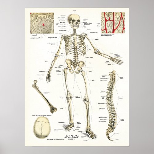 Human Skeletal Anatomy Poster