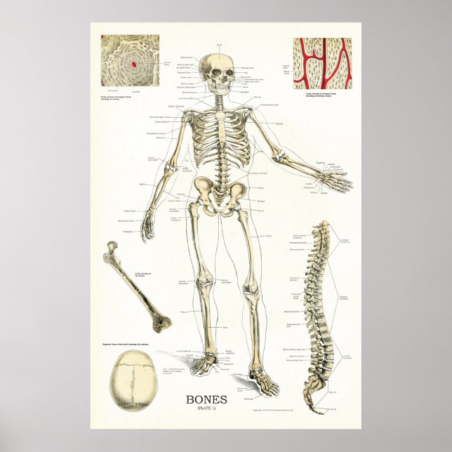 Human Skeletal Anatomy Poster 24 x 36 (Front)