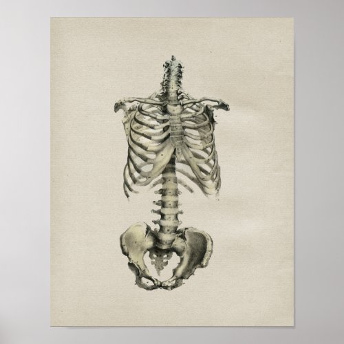 Human Skeletal Anatomy Vintage Print
