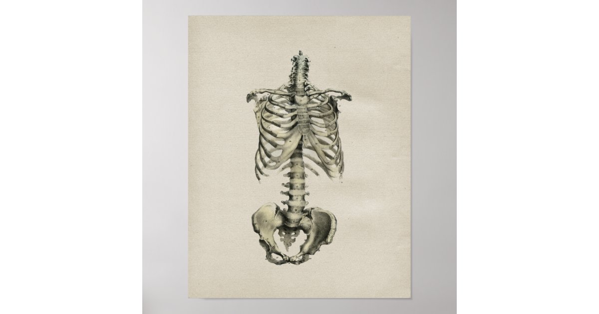 Human Skeletal Anatomy Vintage Print | Zazzle