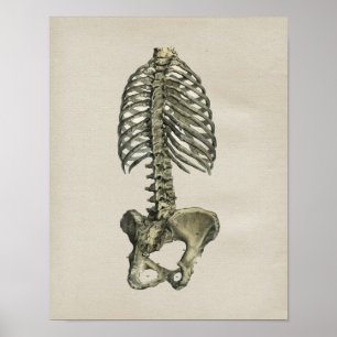 Human Skeletal Anatomy Vintage Print