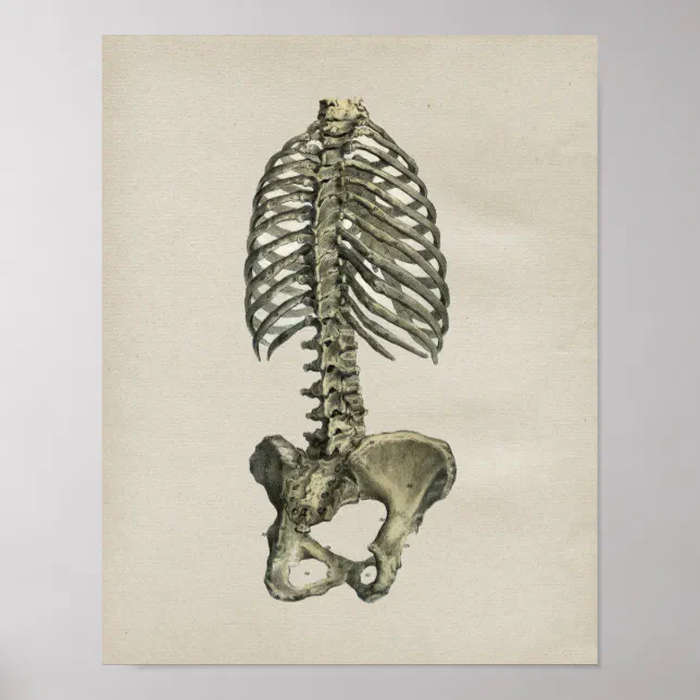 Human Skeletal Anatomy Vintage Print | Zazzle