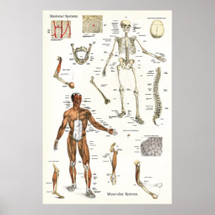Human Skeletal and Muscle Anatomy Poster 24 X 36