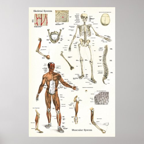 Human Skeletal and Muscle Anatomy Poster 24 X 36