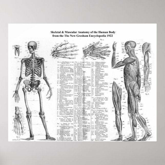 Human Skeletal & Muscular Anatomy from 1922 Poster (Front)