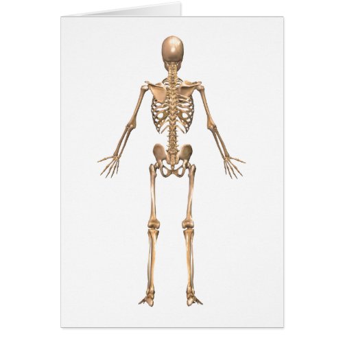 Human Skeletal System Back View