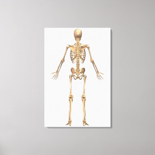 Human Skeletal System Back View Canvas Print