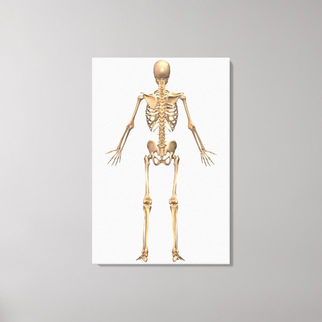 Human Skeletal System, Back View Canvas Print (Front)