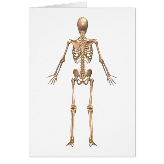 Human Skeletal System, Back View Cards (Front)