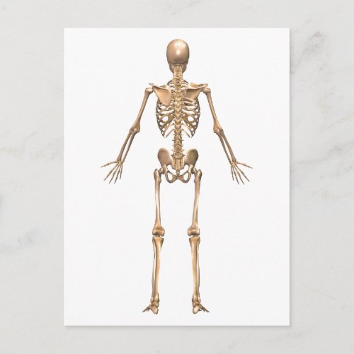 Human Skeletal System Back View Postcard