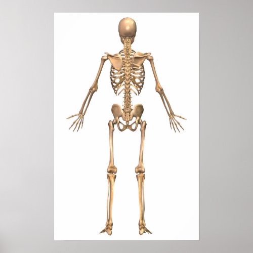 Human Skeletal System Back View Poster