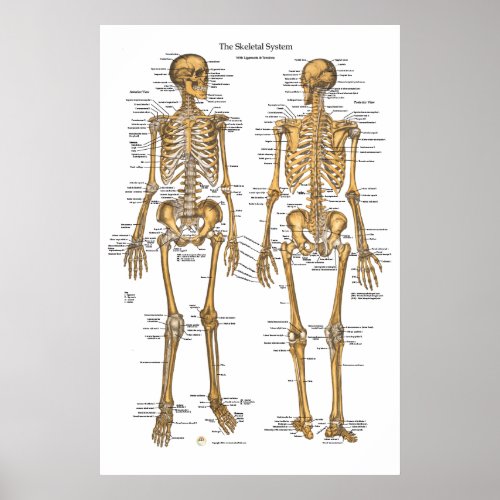 Human Skeletal System Chart w Ligaments Tendons