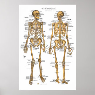 Skeleton Posters | Zazzle