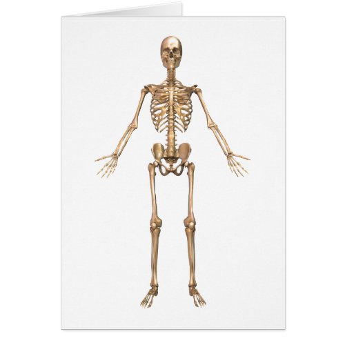 Human Skeletal System Front View