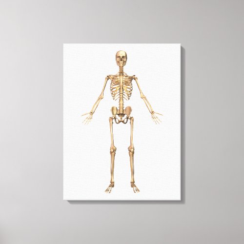 Human Skeletal System Front View Canvas Print