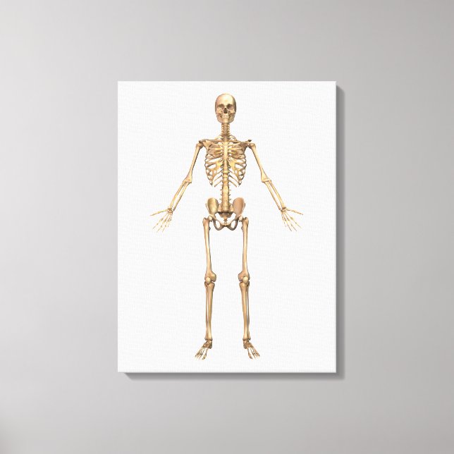 Human Skeletal System, Front View Canvas Print (Front)