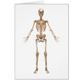 Human Skeletal System, Front View Cards (Front)