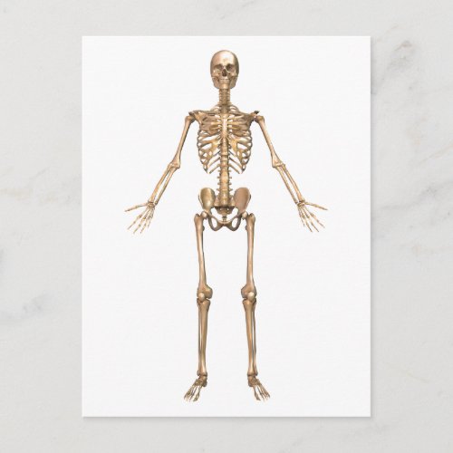 Human Skeletal System Front View Postcard