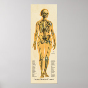 https://rlv.zcache.com/human_skeleton_anatomy_bones_chart_female-r5637f8e09a7e4f9986a2efd0efc10ec9_wvb_8byvr_307.jpg