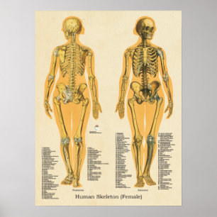 Human Skeleton Anatomy Bones Chart Female