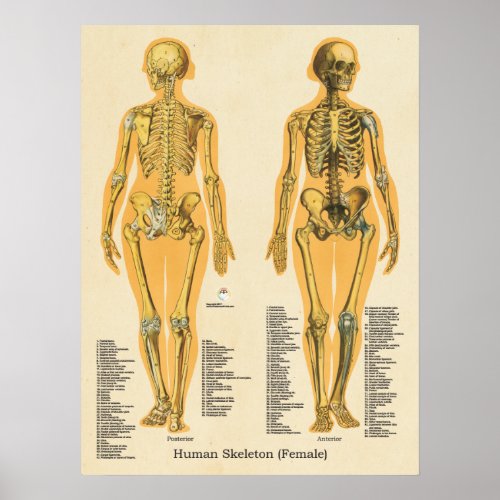 Human Skeleton Anatomy Bones Chart Female