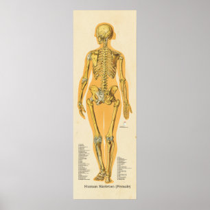 Human Skeleton Anatomy Bones Chart Female