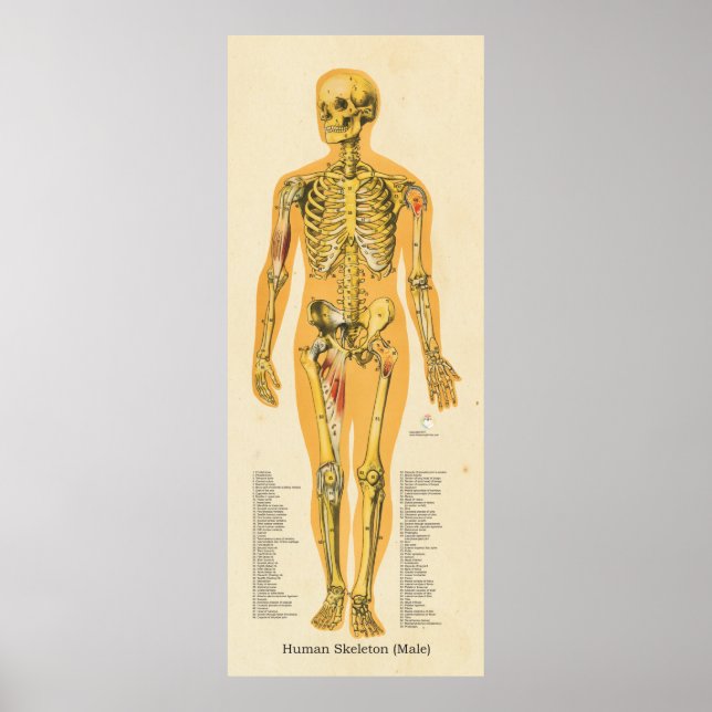 Human Skeleton Anatomy Bones Chart Male (Front)