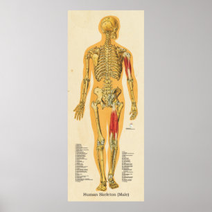 Human Skeleton Anatomy Bones Chart Male