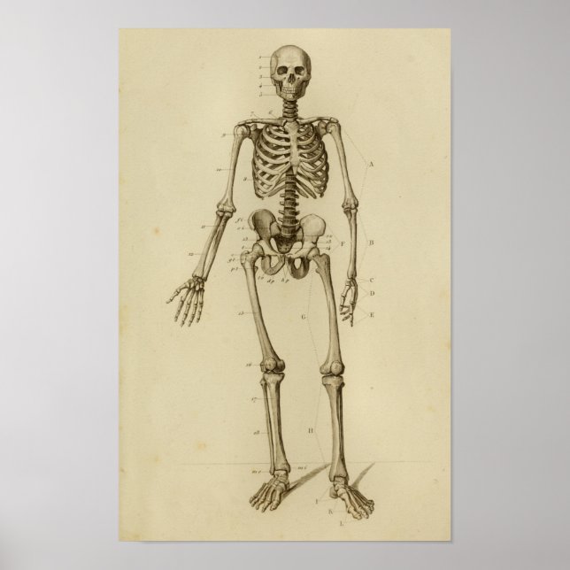 Human Skeleton Anatomy Print Anterior (Front)