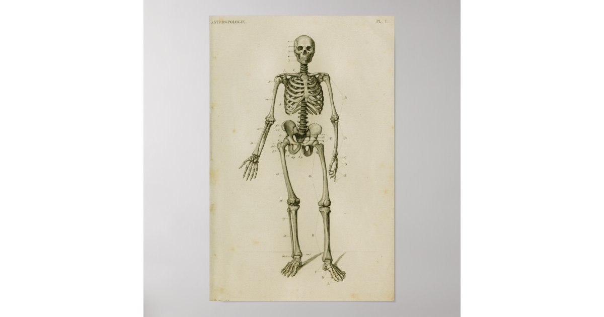 Human Skeleton Anterior Vintage Anatomy Print | Zazzle