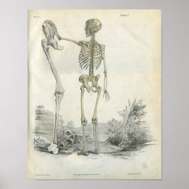 Human Skeleton Art Print (Front)