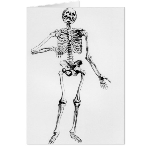 Human Skeleton Cards (Front)