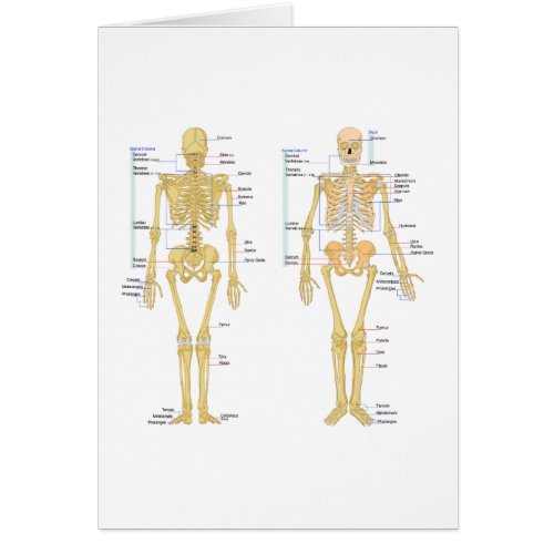 Human Skeleton labeled anatomy chart