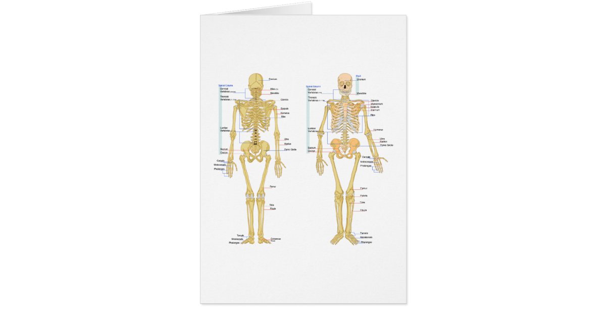 Human Skeleton labeled anatomy chart | Zazzle.com