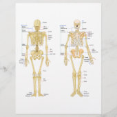 Human Skeleton labeled anatomy chart (Front)