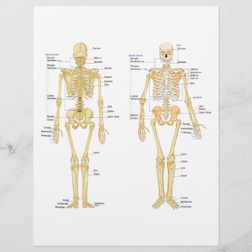 Human Skeleton labeled anatomy chart