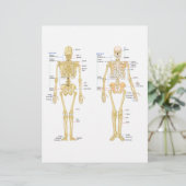 Human Skeleton labeled anatomy chart (Standing Front)
