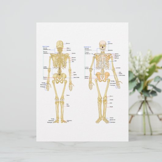 Human Skeleton labeled anatomy chart (Standing Front)
