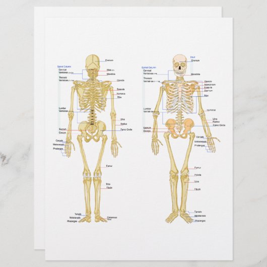 Human Skeleton labeled anatomy chart (Front/Back)