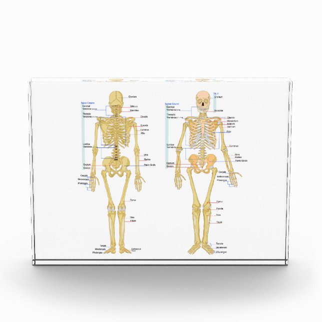 Human Skeleton labeled anatomy chart Acrylic Award (Front)