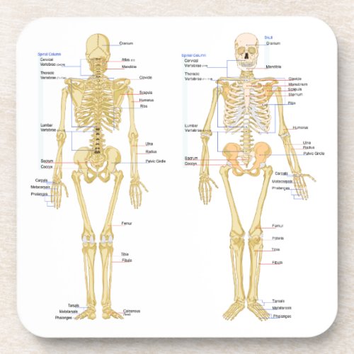 Human Skeleton labeled anatomy chart Beverage Coaster