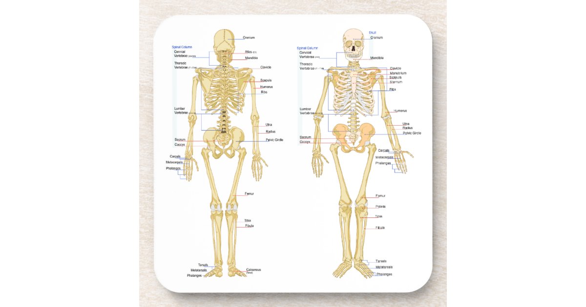 human skeleton diagram