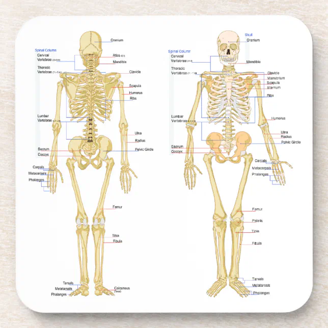 Human Skeleton labeled anatomy chart Beverage Coaster | Zazzle