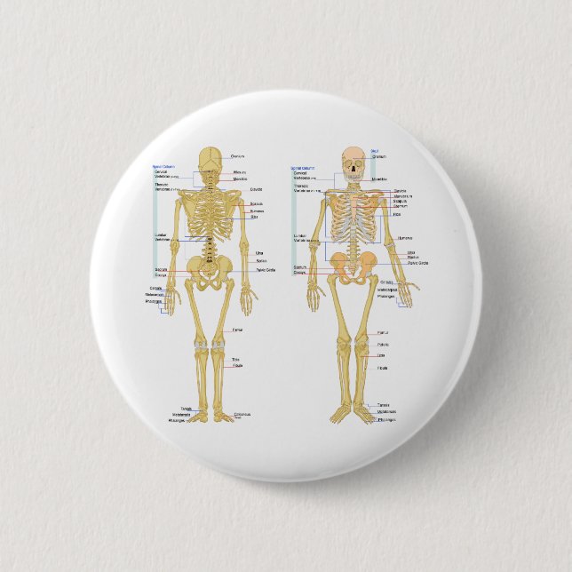 Human Skeleton labeled anatomy chart Button (Front)